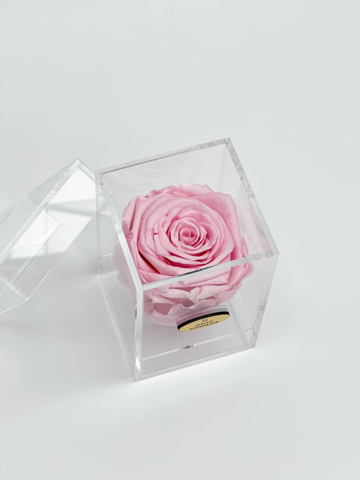 Acrylic box of 1 rose AVENUE FITZGERALD