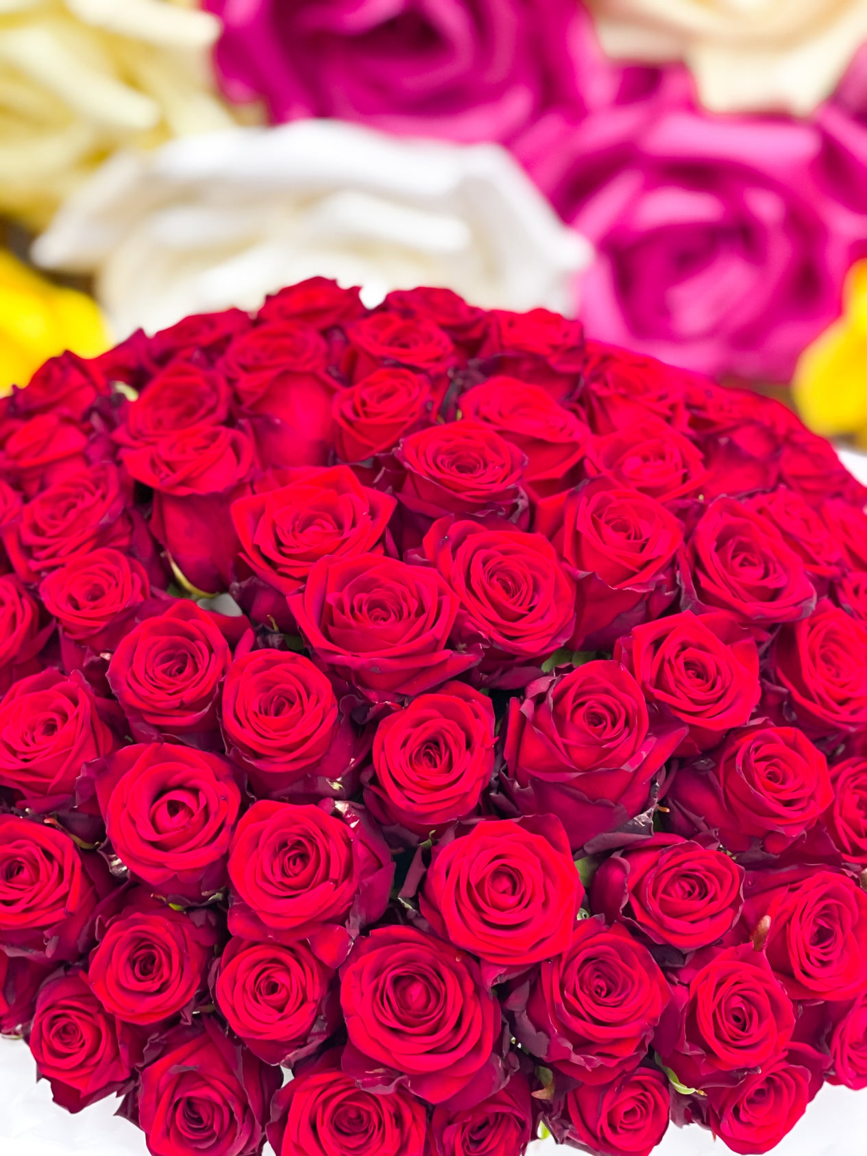 100 Roses